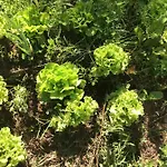 Guest Agro-turismo Quinta Da Fonte 菲盖罗杜什维纽什