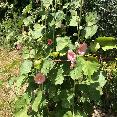 Guest Agro-turismo Quinta Da Fonte Figueiro Dos Vinhos