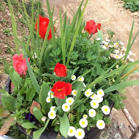 Guest Agro-turismo Quinta Da Fonte Bed & Breakfast Figueiro Dos Vinhos