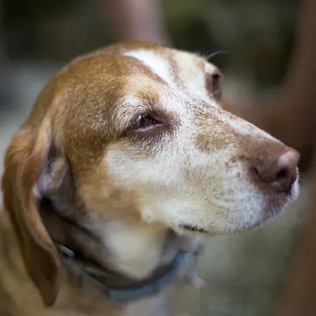 Guest Agro-turismo Quinta Da Fonte * Figueiro Dos Vinhos