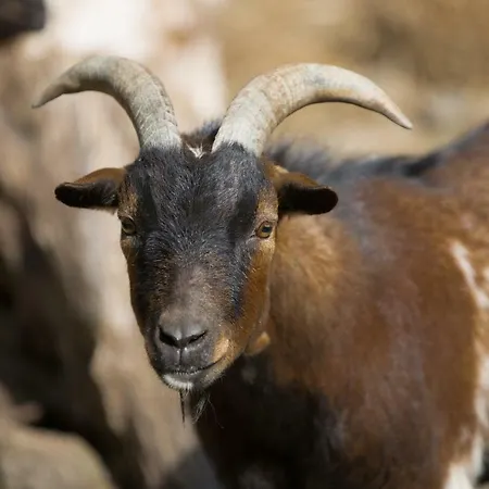 Bed & Breakfast Guest Agro-turismo Quinta Da Fonte Figueiro Dos Vinhos
