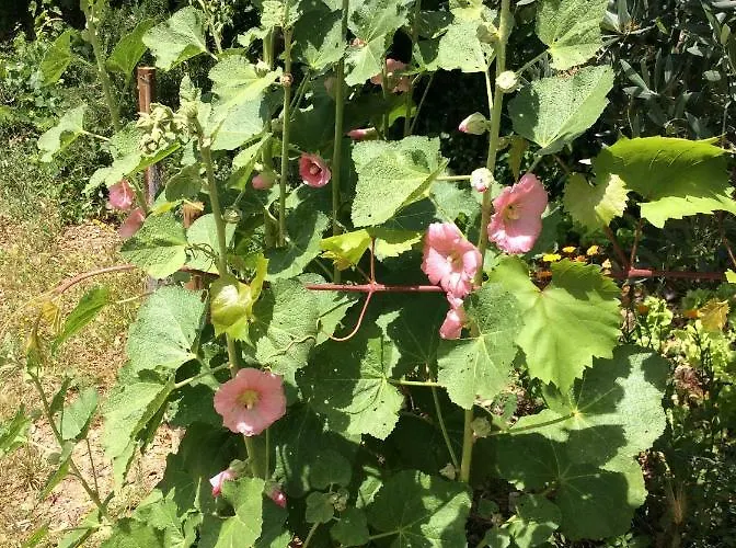 Guest Agro-turismo Quinta Da Fonte Figueiro Dos Vinhos