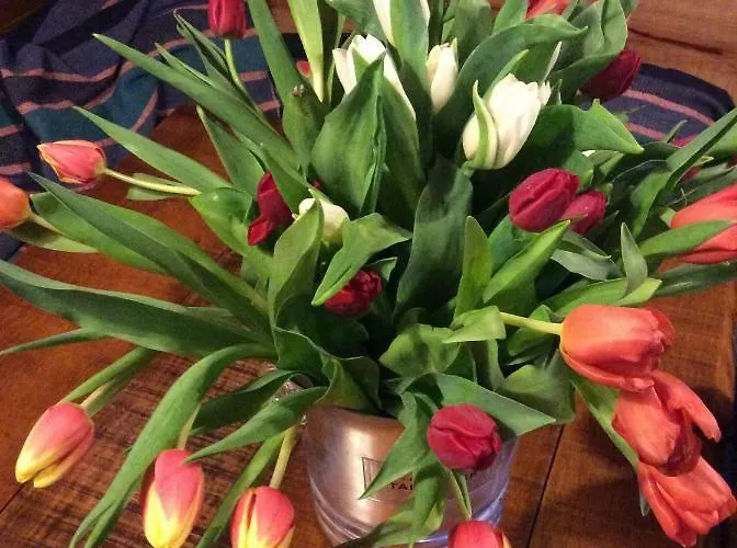 Guest Agro-turismo Quinta Da Fonte Couette-café Figueiro Dos Vinhos