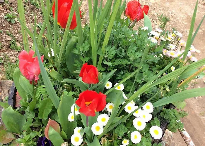 Guest Agro-turismo Quinta Da Fonte Couette-café Figueiro Dos Vinhos