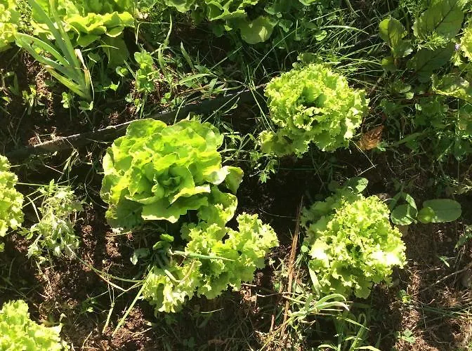 Guest Agro-turismo Quinta Da Fonte Figueiro Dos Vinhos