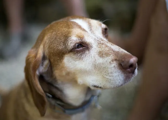 Guest Agro-turismo Quinta Da Fonte * Figueiro Dos Vinhos