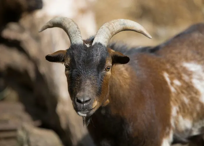 Alojamento de Acomodação e Pequeno-almoço Guest Agro-turismo Quinta Da Fonte Figueiro Dos Vinhos